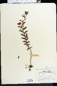 Chamaecrista lineata var. keyensis image