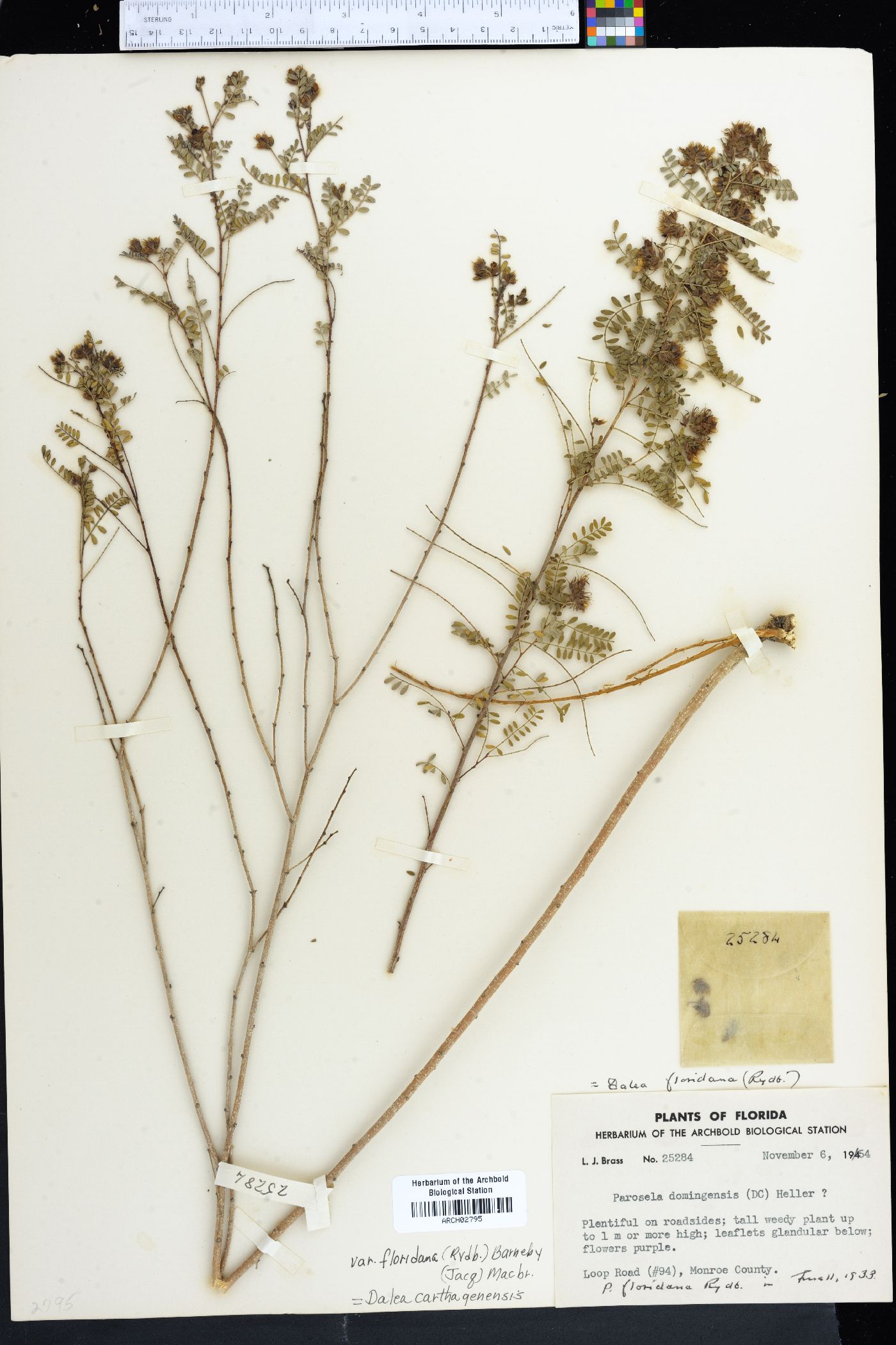 Dalea carthagenensis image