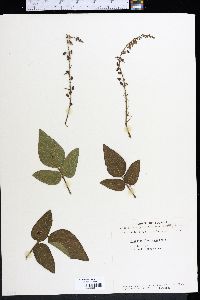 Desmodium floridanum image