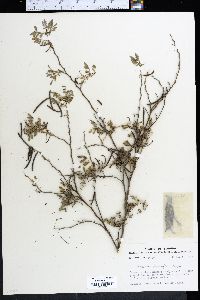 Indigofera parviflora image