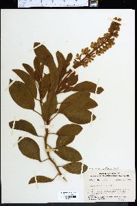 Lupinus diffusus image