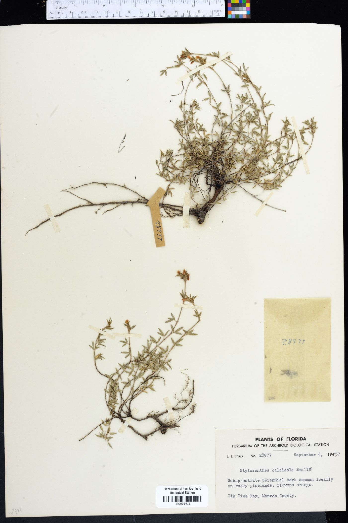 Stylosanthes calcicola image