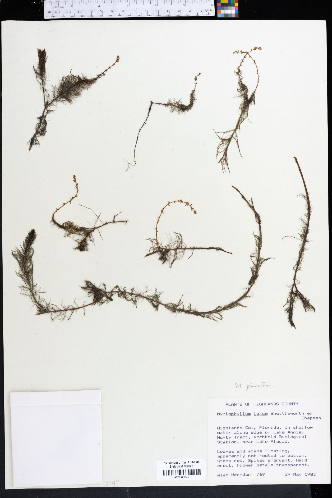 Myriophyllum pinnatum image