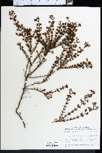 Hypericum brachyphyllum image