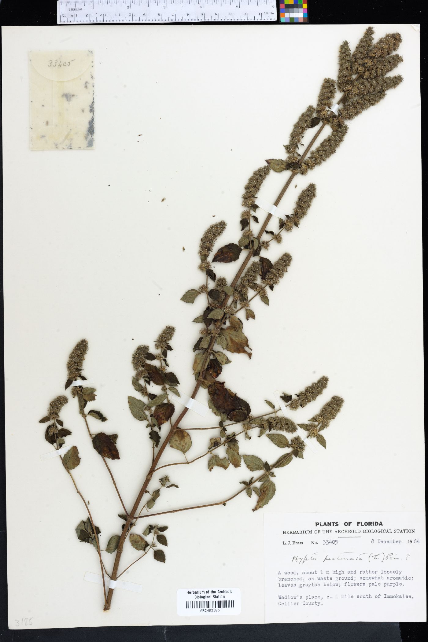 Hyptis pectinata image
