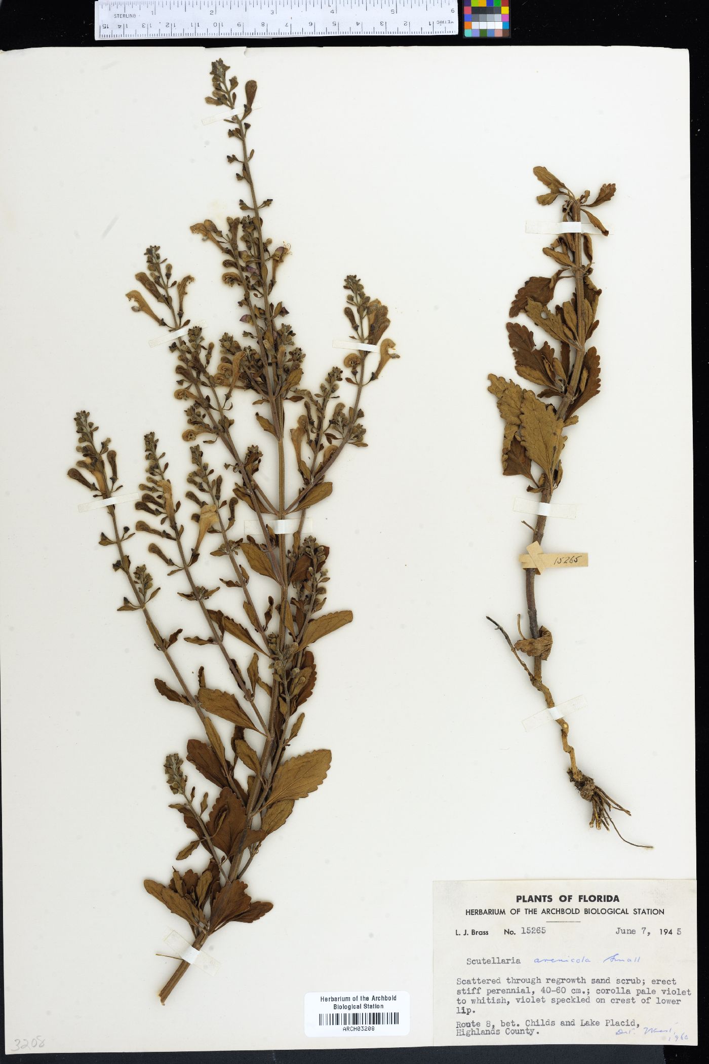 Scutellaria arenicola image