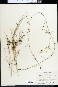 Cassytha filiformis image