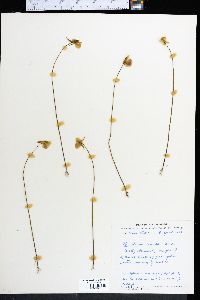 Utricularia cornuta image