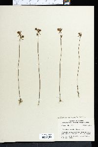 Utricularia cornuta image