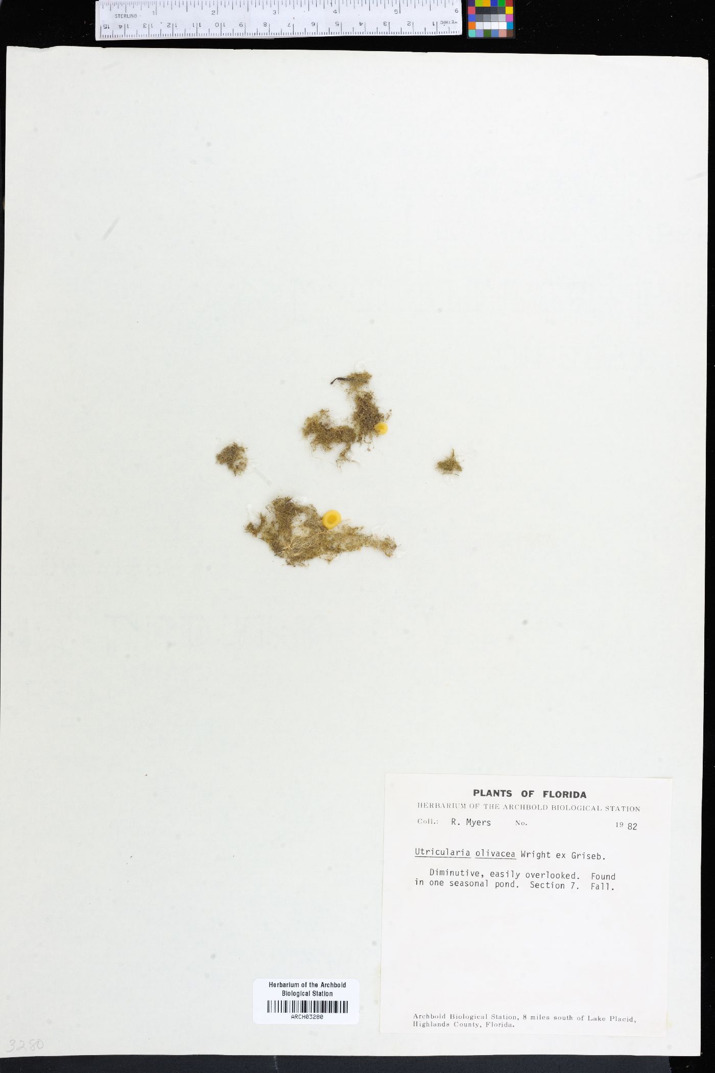 Utricularia olivacea image