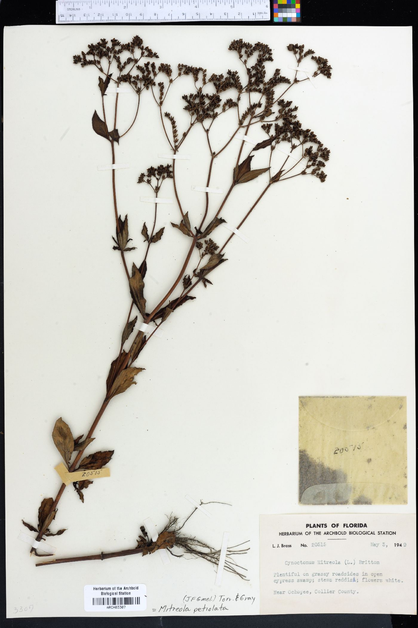 Mitreola petiolata image