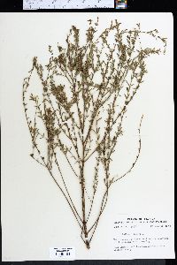 Lythrum lineare image