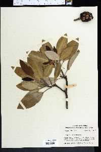 Magnolia virginiana image