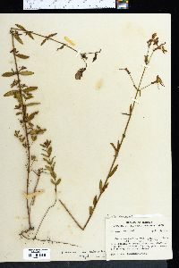 Rhexia mariana image