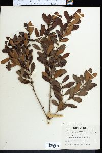 Eugenia foetida image