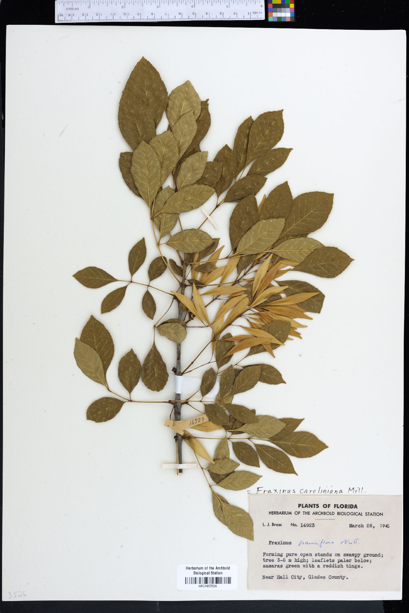 Fraxinus caroliniana image