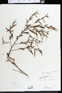 Ludwigia linearis image