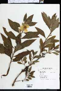 Ludwigia peruviana image