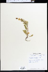 Oenothera laciniata image