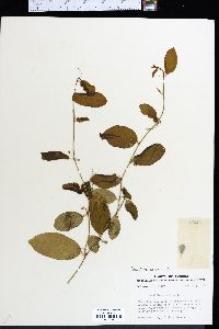 Passiflora suberosa image