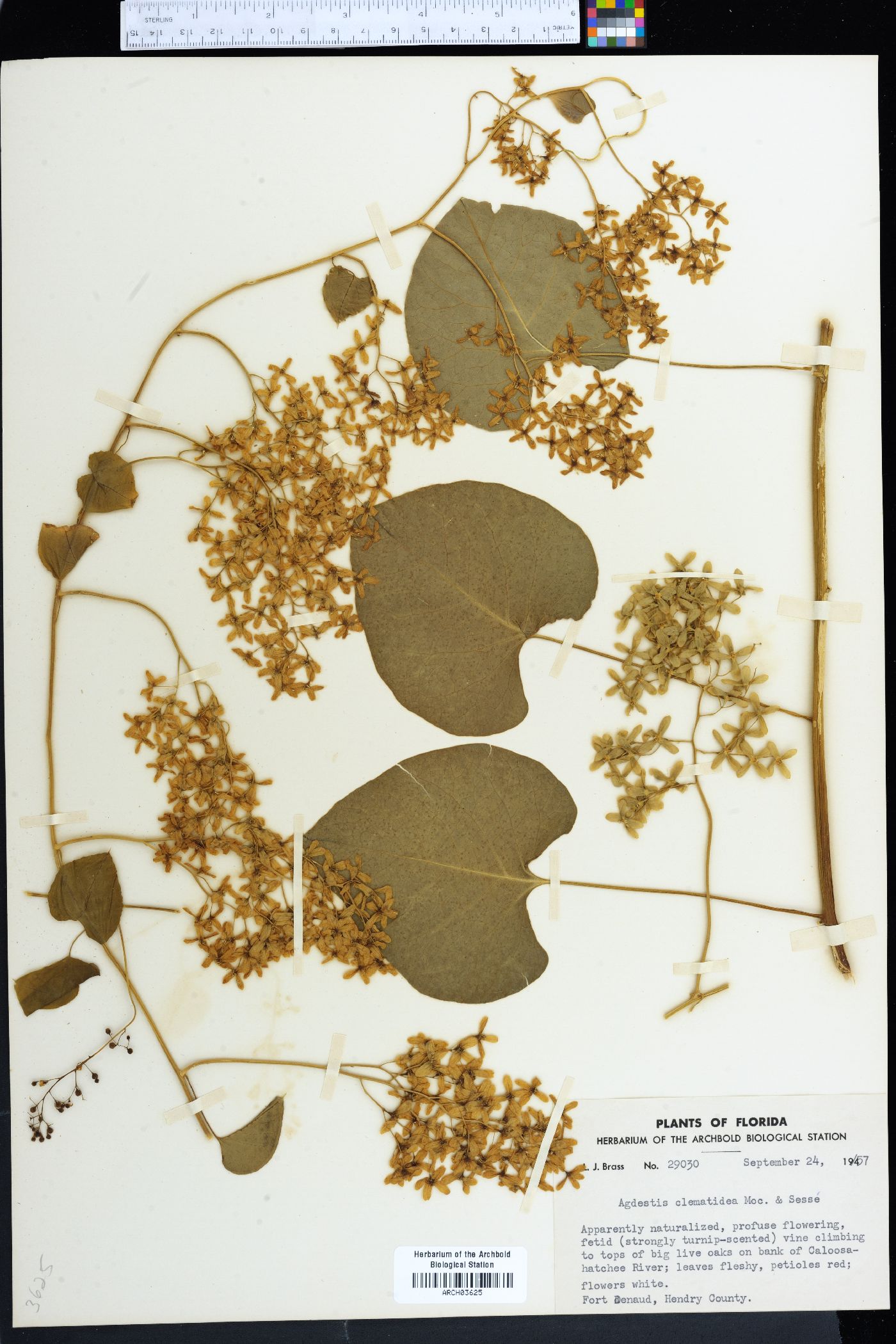 Agdestis clematidea image