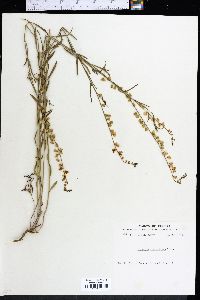 Polygala grandiflora image