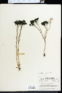 Polygala ramosa image