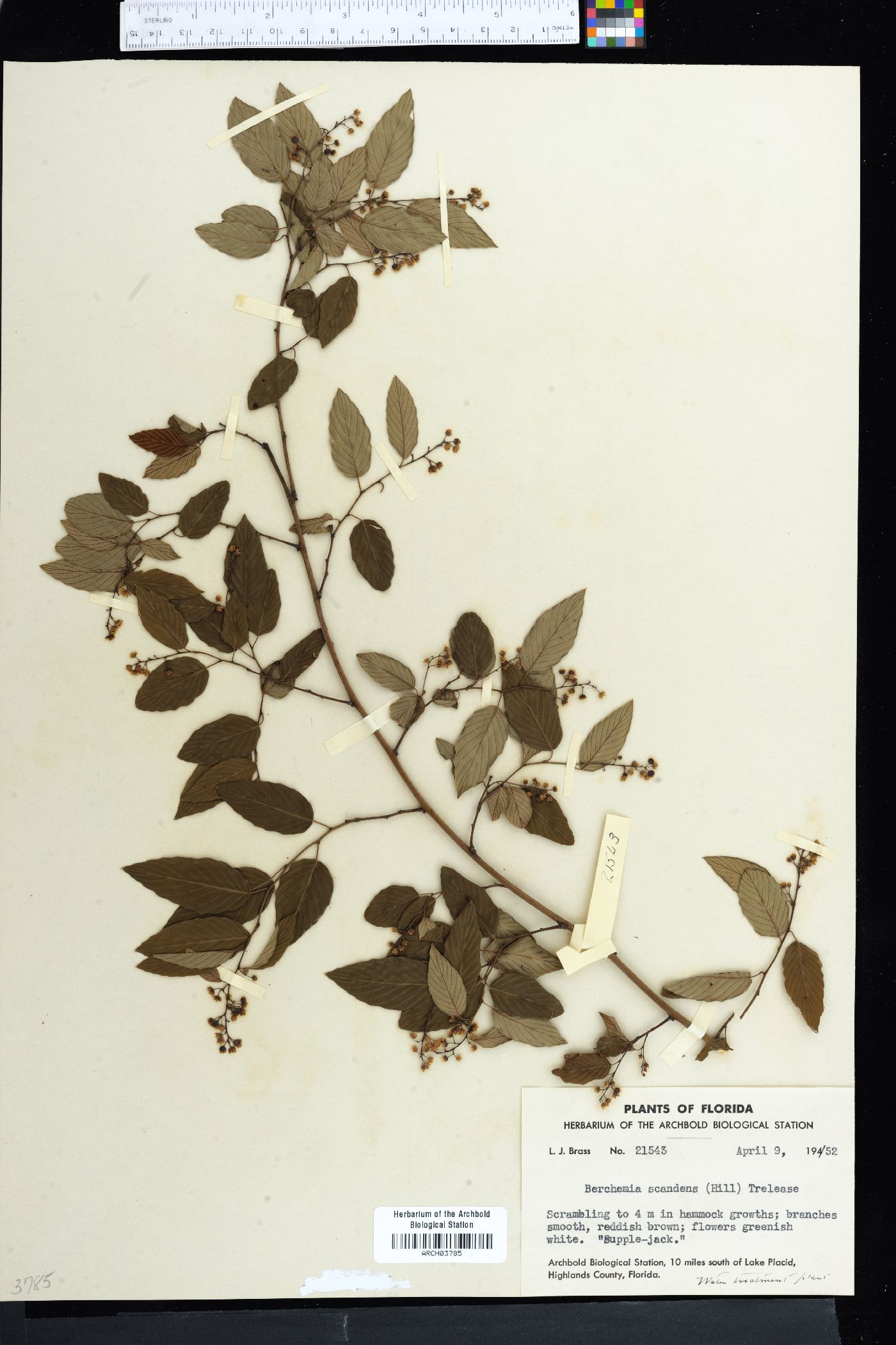 Berchemia scandens image