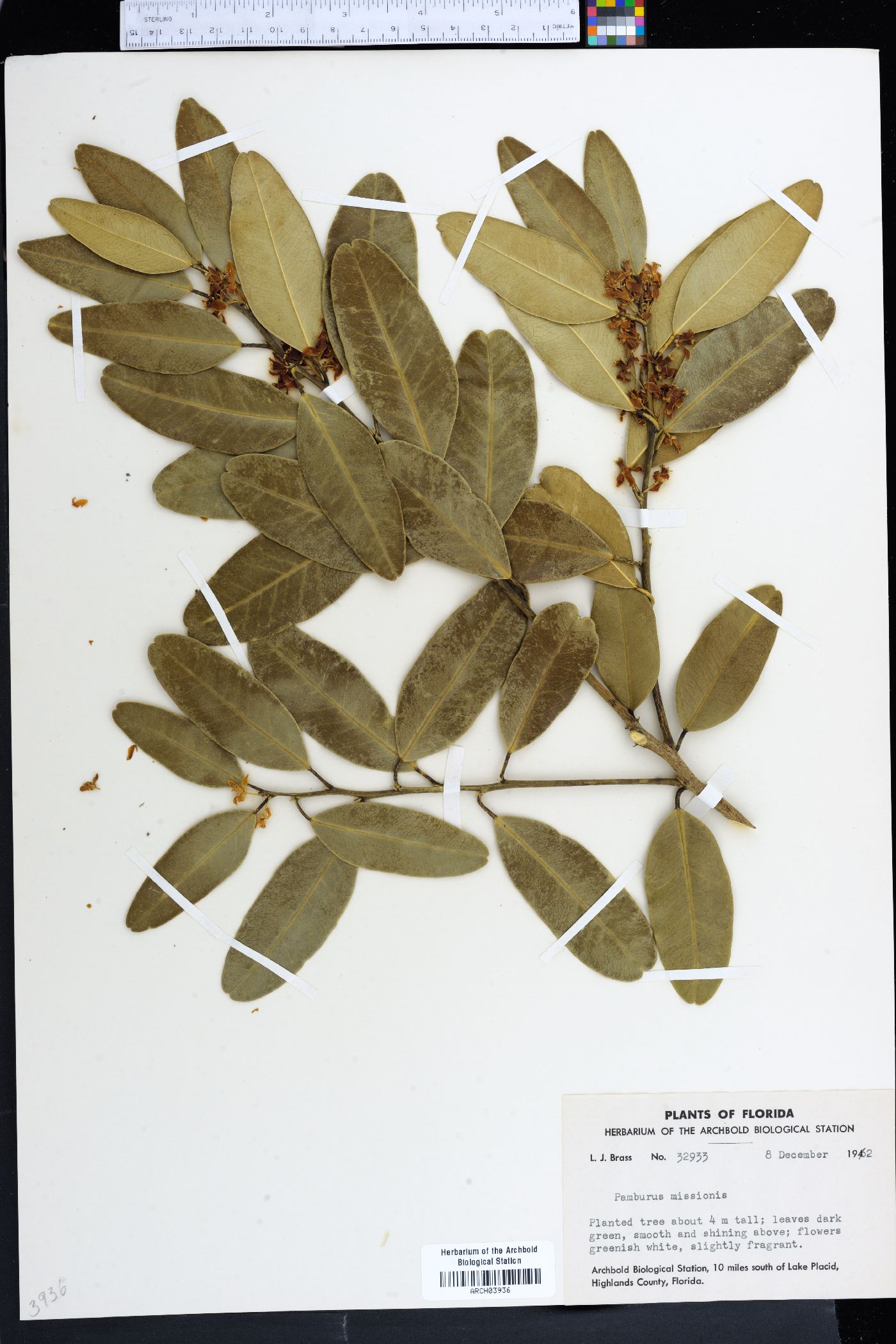 Pamburus missionis image
