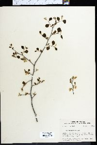 Styrax americanus image