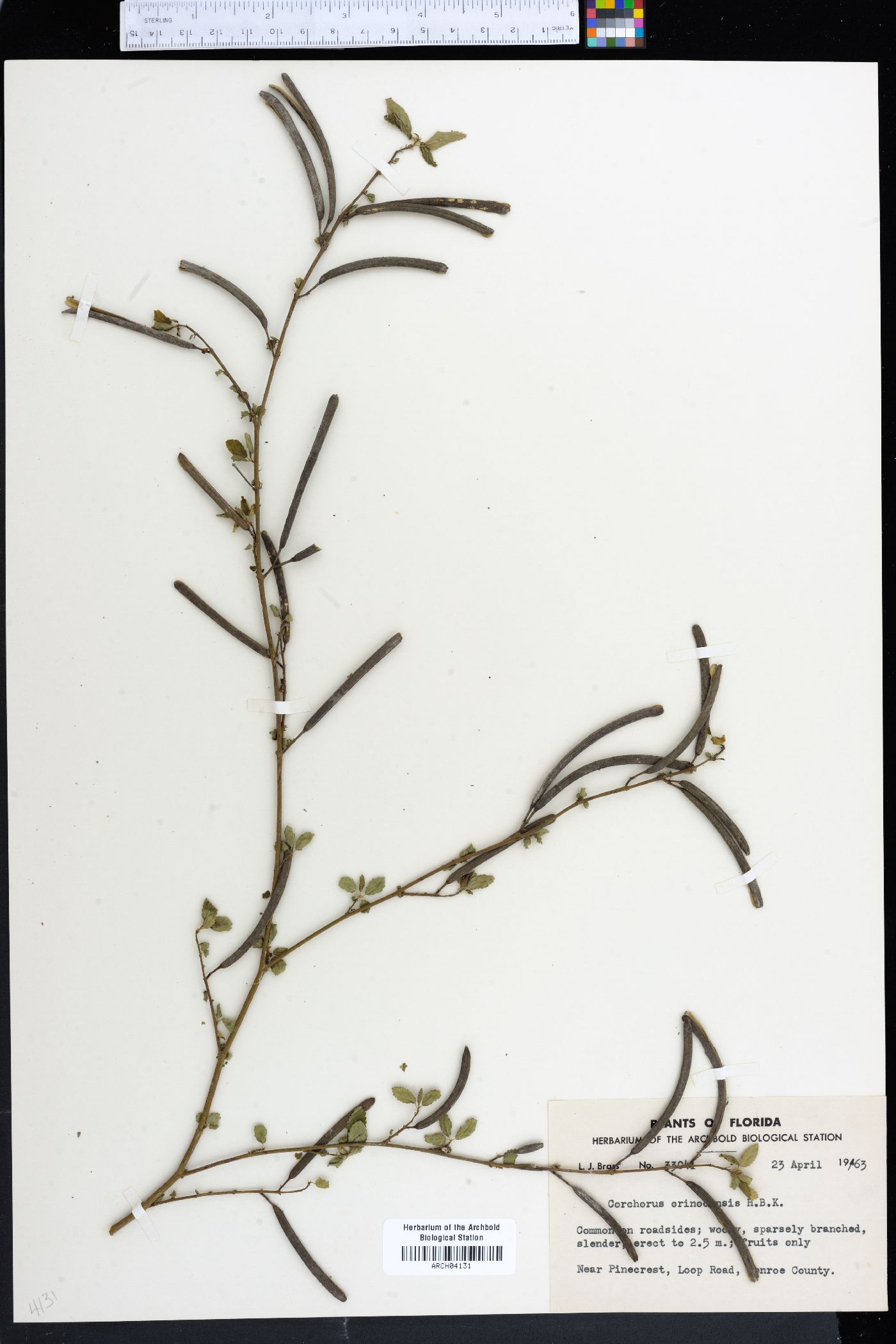 Corchorus orinocensis image