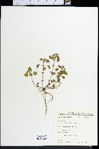 Urtica chamaedryoides image