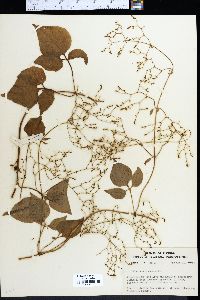 Valeriana scandens image