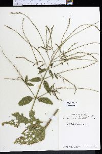 Verbena scabra image