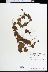 Vitis rotundifolia image