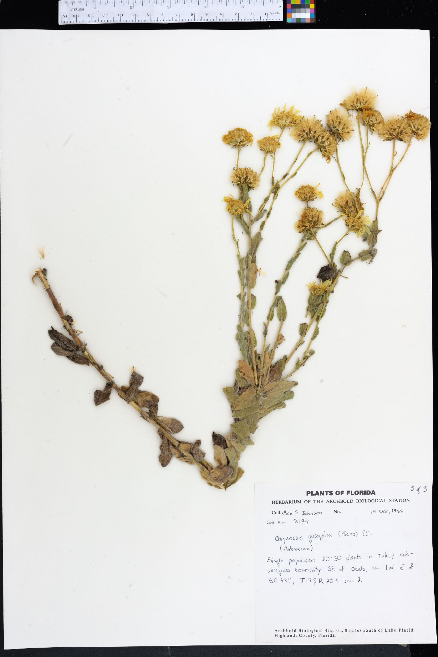 Chrysopsis gossypina image