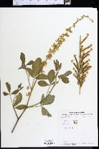 Crotalaria pallida image