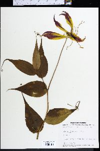 Gloriosa rothschildiana image