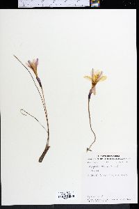 Zephyranthes atamasco image