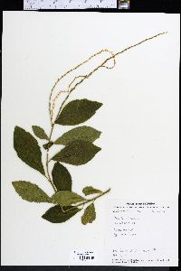 Petiveria alliacea image