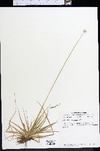 Eriocaulon compressum image