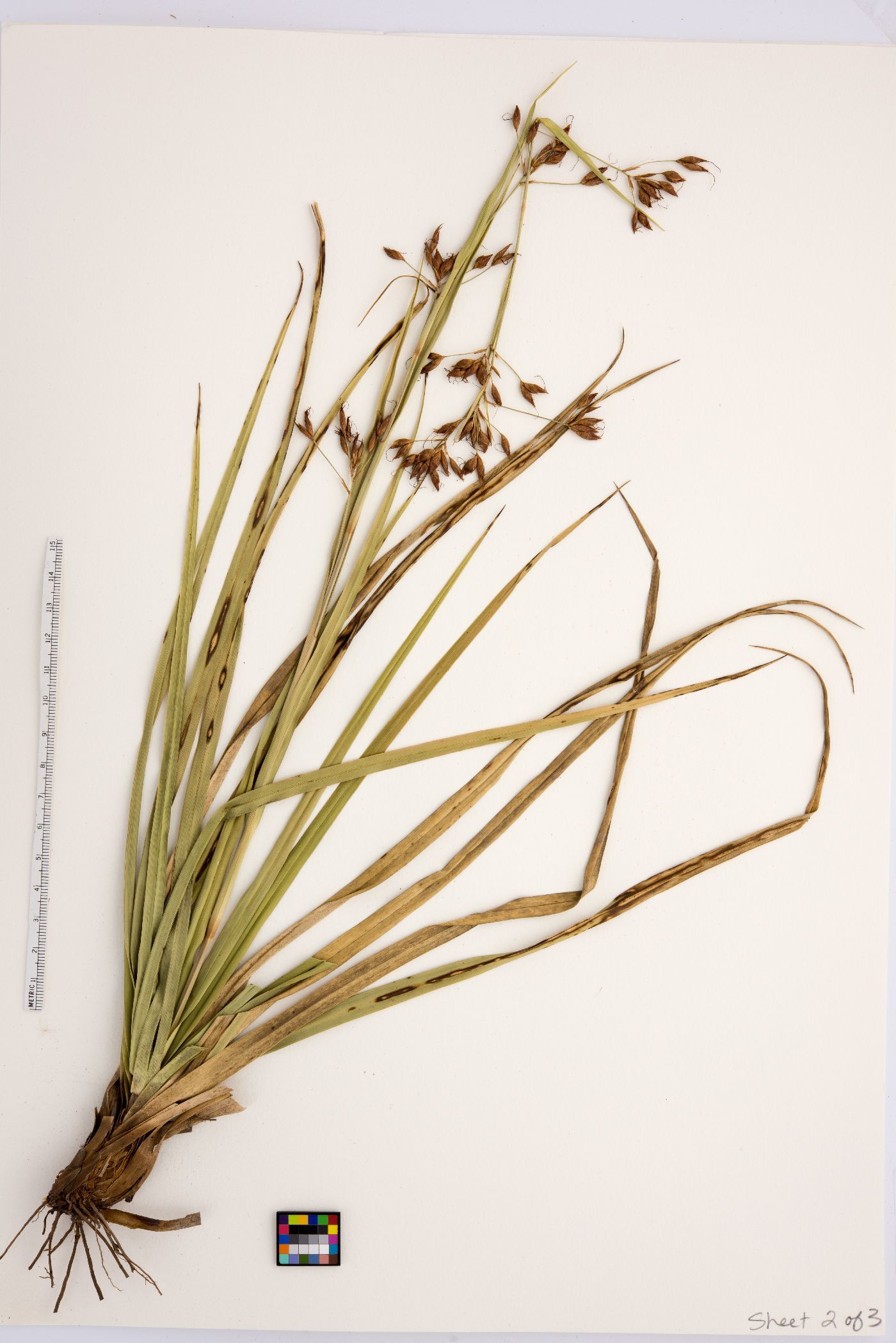 Rhynchospora megalocarpa image