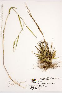 Amphicarpum muehlenbergianum image
