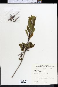 Cyrilla racemiflora image