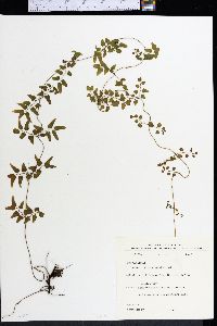 Selaginella microphylla image