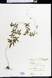 Selaginella microphylla image