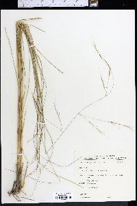 Aristida patula image