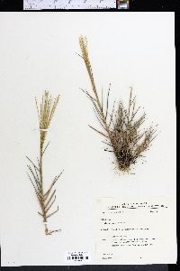 Gymnopogon brevifolius image