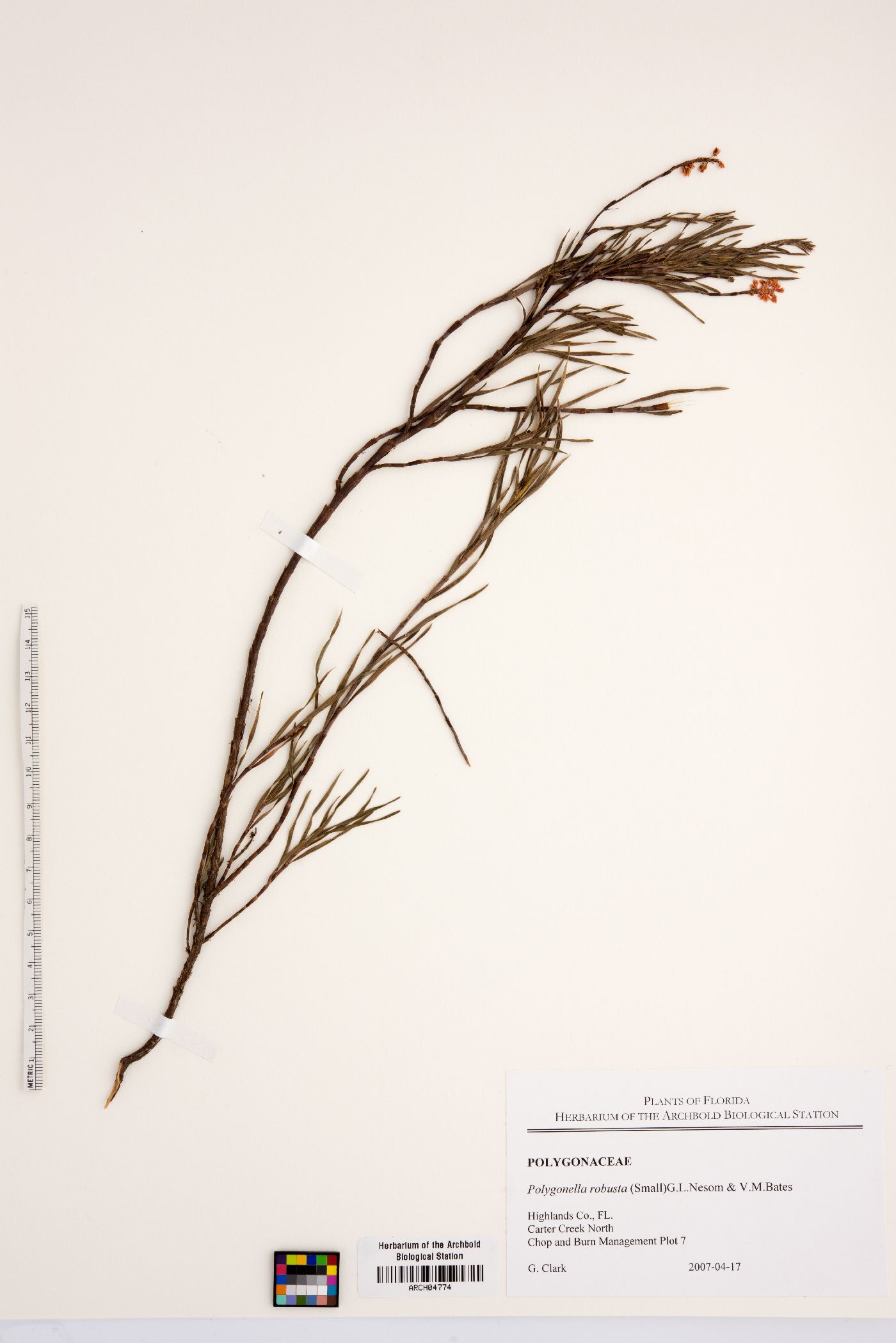 Polygonella robusta image