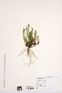 Polypremum procumbens image